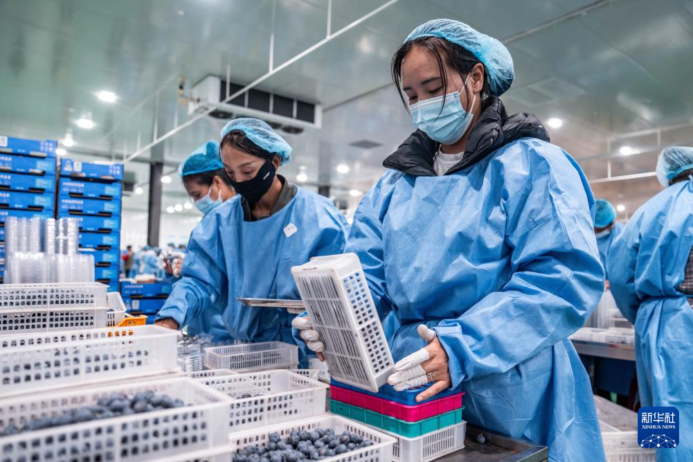 云南兰坪:蓝莓产业铺就乡村振兴“甜蜜路”