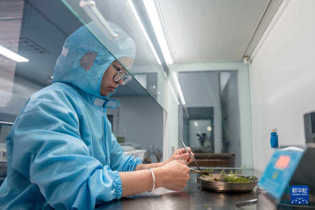 云南兰坪:蓝莓产业铺就乡村振兴“甜蜜路”