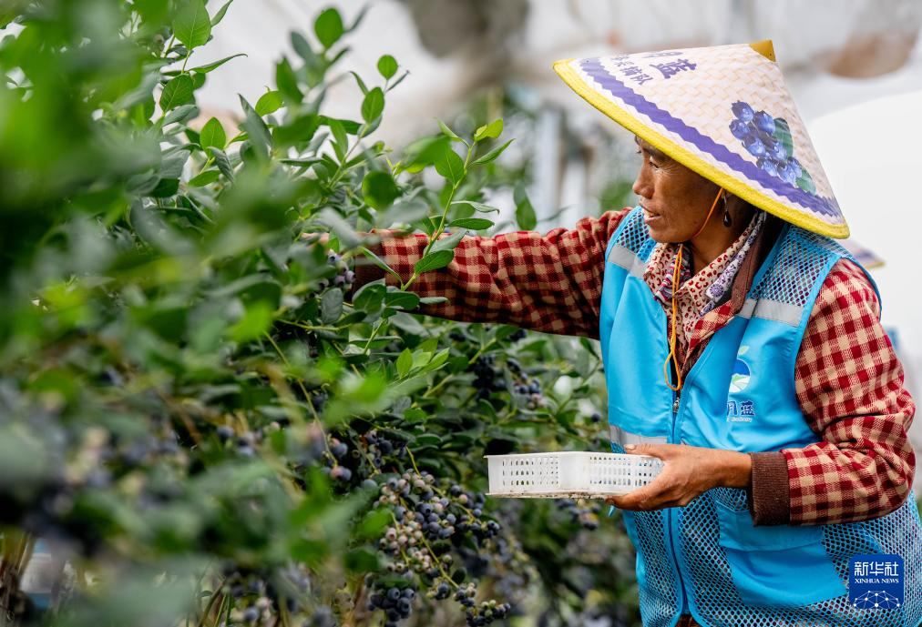 云南兰坪:蓝莓产业铺就乡村振兴“甜蜜路”