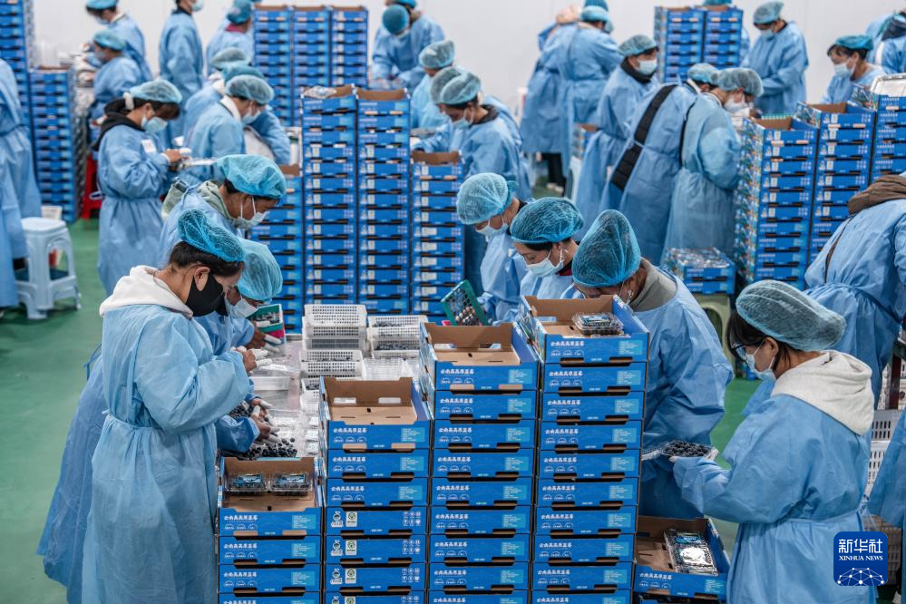 云南兰坪:蓝莓产业铺就乡村振兴“甜蜜路”