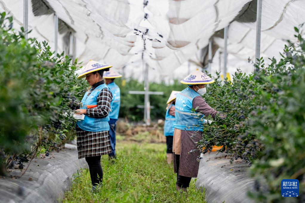 云南兰坪:蓝莓产业铺就乡村振兴“甜蜜路”