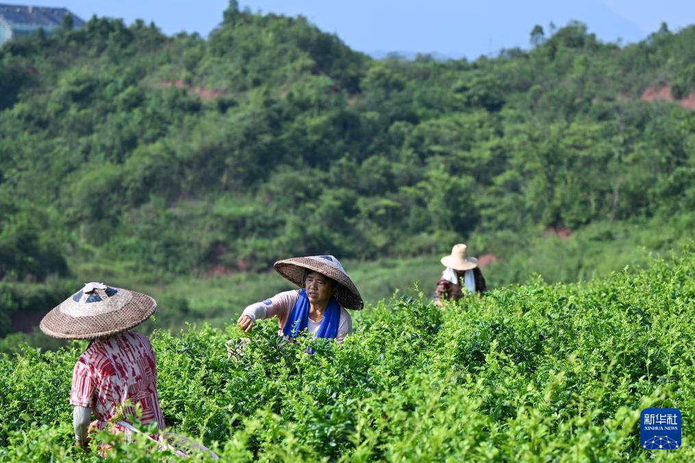 湖北来凤:藤茶富农兴产业