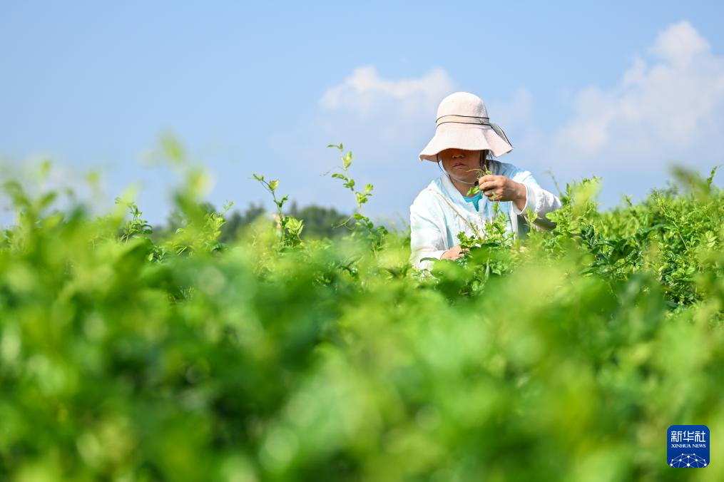 湖北来凤:藤茶富农兴产业