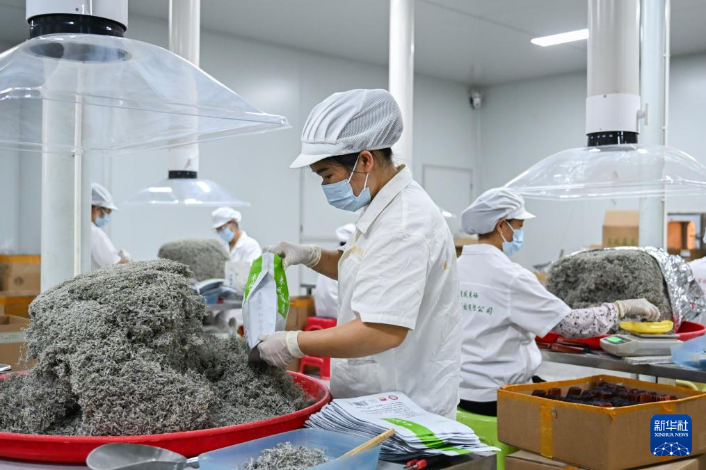 湖北来凤:藤茶富农兴产业