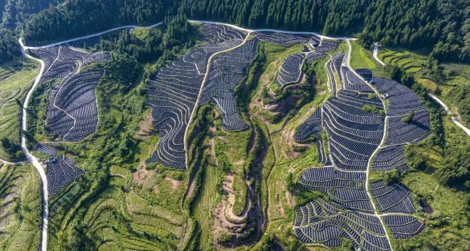 “苦黄连”释放“甜效益”，看重庆石柱黄连怎么卖出好价钱？