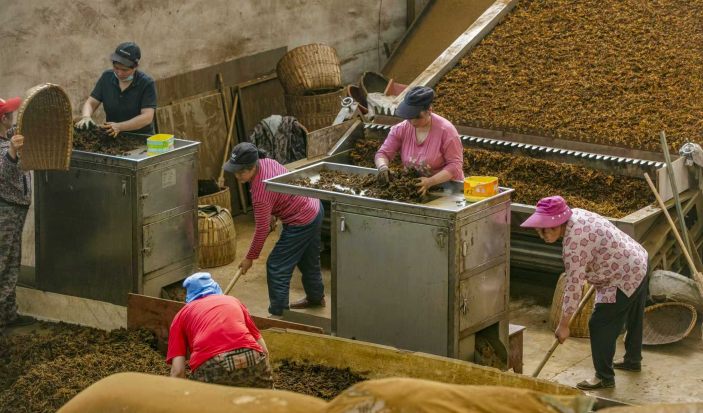 “苦黄连”释放“甜效益”，看重庆石柱黄连怎么卖出好价钱？