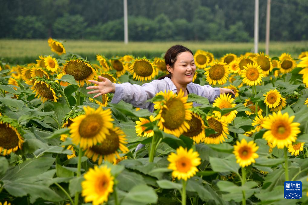 向日葵花开引游人