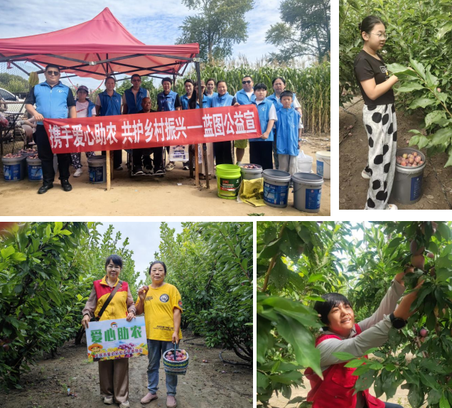 志愿服务聚合力 助农增收暖民心——大庆志愿者助销4500斤李子为残疾果农纾困解难