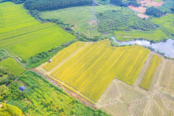 安徽广德：从田间“再生”出丰收新希望