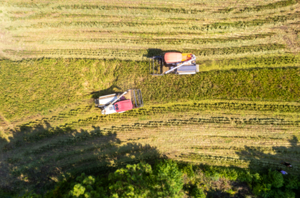 安徽广德：从田间“再生”出丰收新希望