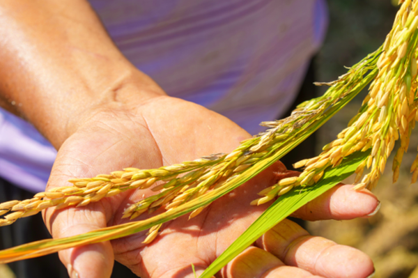 安徽广德：从田间“再生”出丰收新希望
