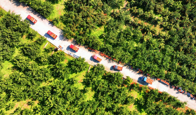 “镇”兴关键词|重庆长寿区长寿湖镇：红橙成“金”挂满枝 三产融合促振兴