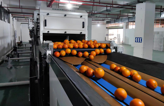 “镇”兴关键词|重庆长寿区长寿湖镇：红橙成“金”挂满枝 三产融合促振兴