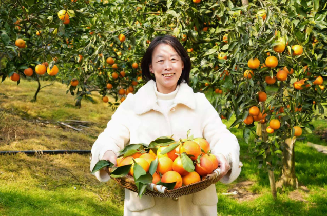 “镇”兴关键词|重庆长寿区长寿湖镇：红橙成“金”挂满枝 三产融合促振兴