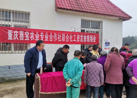 “镇”兴关键词|重庆长寿区长寿湖镇：红橙成“金”挂满枝 三产融合促振兴