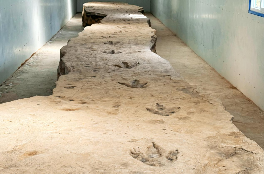 鄂托克旗藏“双最”!世界最快、中国最长恐龙行迹引专家组团研讨 鄂托克旗藏“双最”!世界最快、中国最长恐龙行迹引专家组团研讨