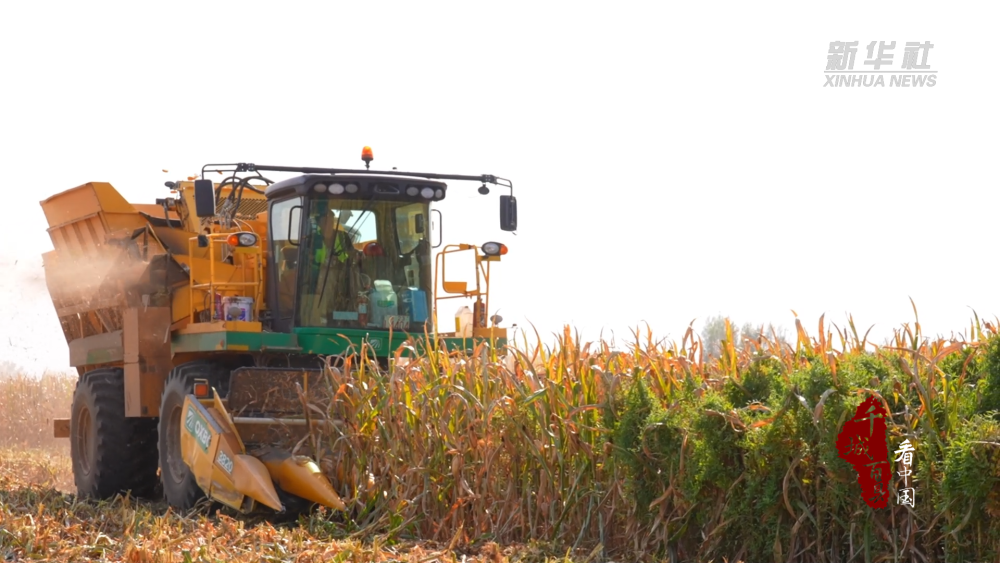 千城百县看中国·“丰”景正好|新疆昌吉:146万亩玉米采收正当时 千城百县看中国·“丰”景正好|新疆昌吉:146万亩玉米采收正当时
