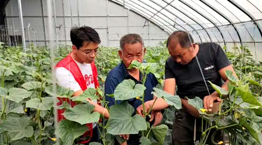 商丘市睢县现代农业科技示范园蔬菜基地里，科技特派员与基地负责人沟通。睢县科技局供图