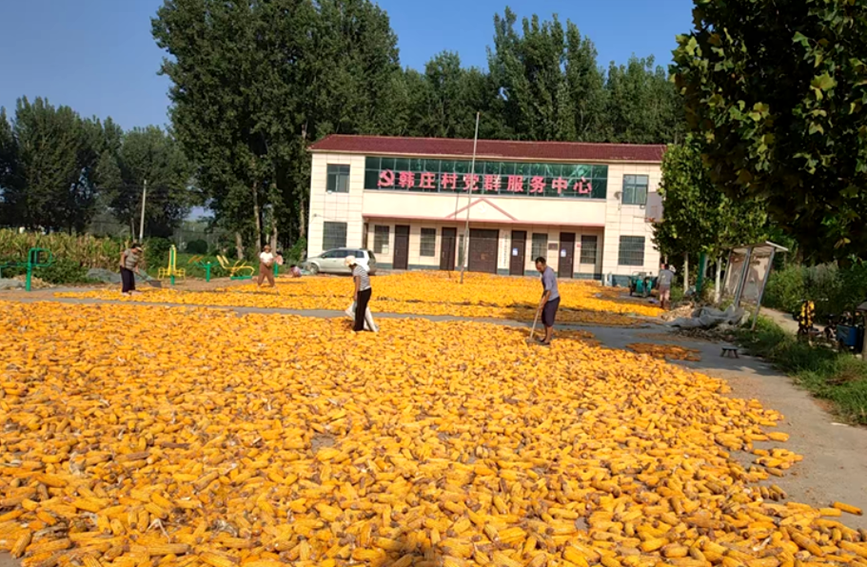 新乡市封丘县王村乡韩庄村群众在文化广场上晾晒秋粮。罗菲摄