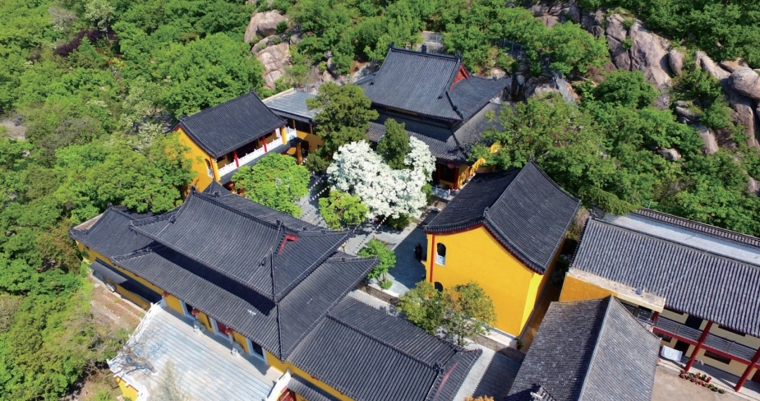 连云港“孔望山摩崖造像·古流苏”入选第一批“国保单位·古树名木”协同保护名录