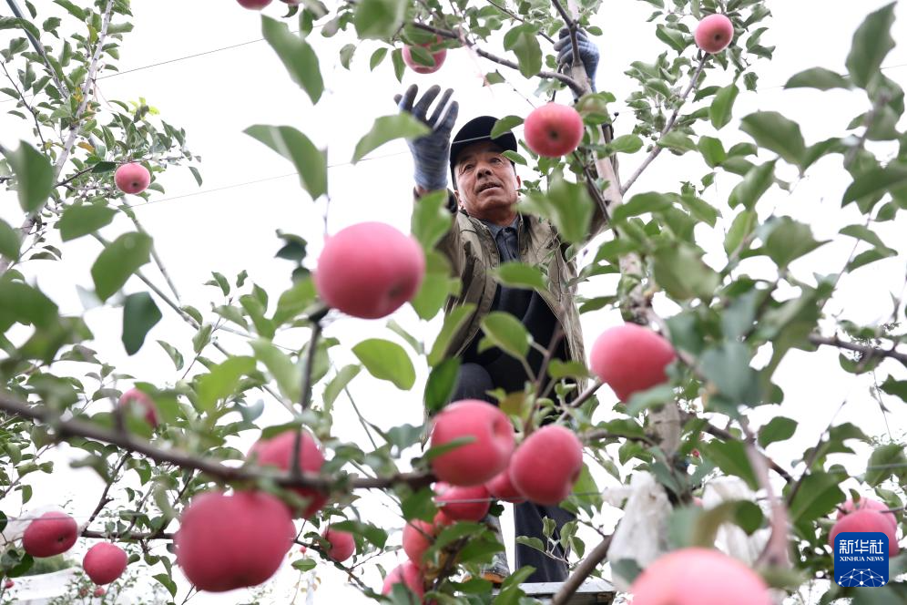 甘肃礼县:苹果“链”出富民产业