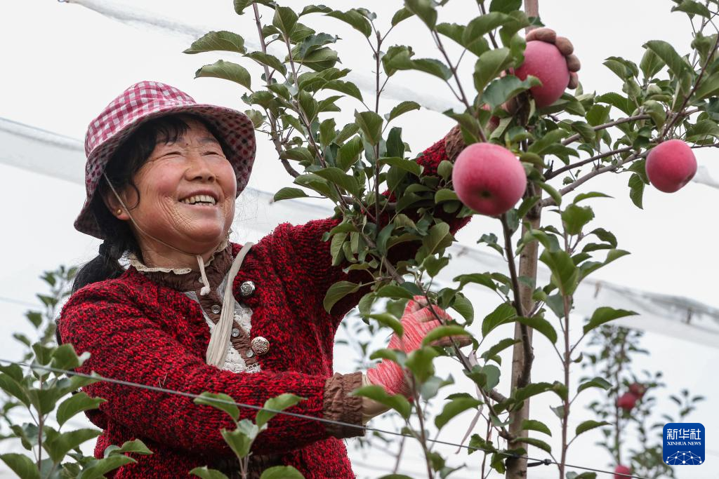 甘肃礼县:苹果“链”出富民产业