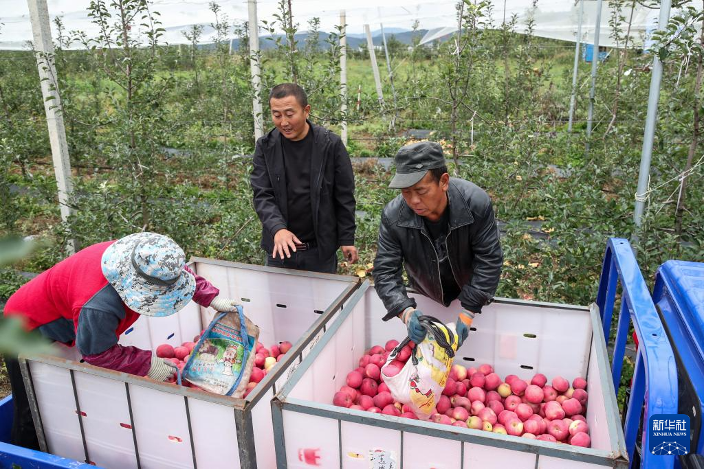 甘肃礼县:苹果“链”出富民产业