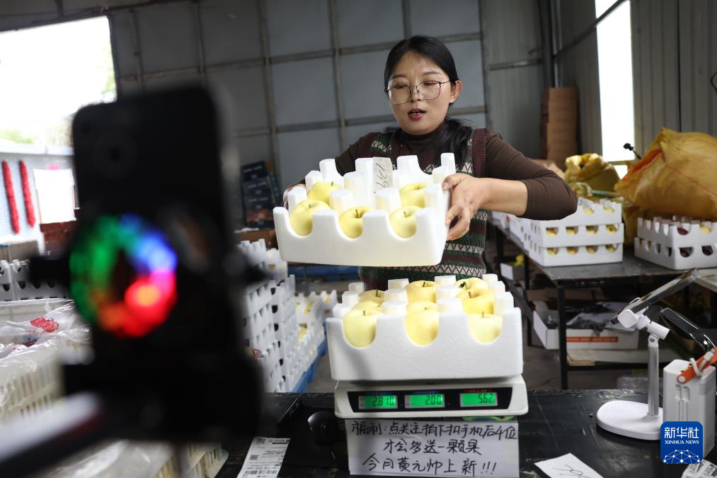 甘肃礼县:苹果“链”出富民产业