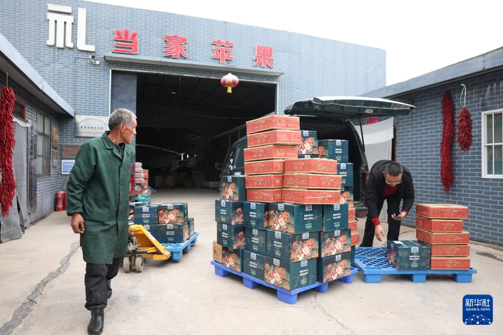 甘肃礼县:苹果“链”出富民产业