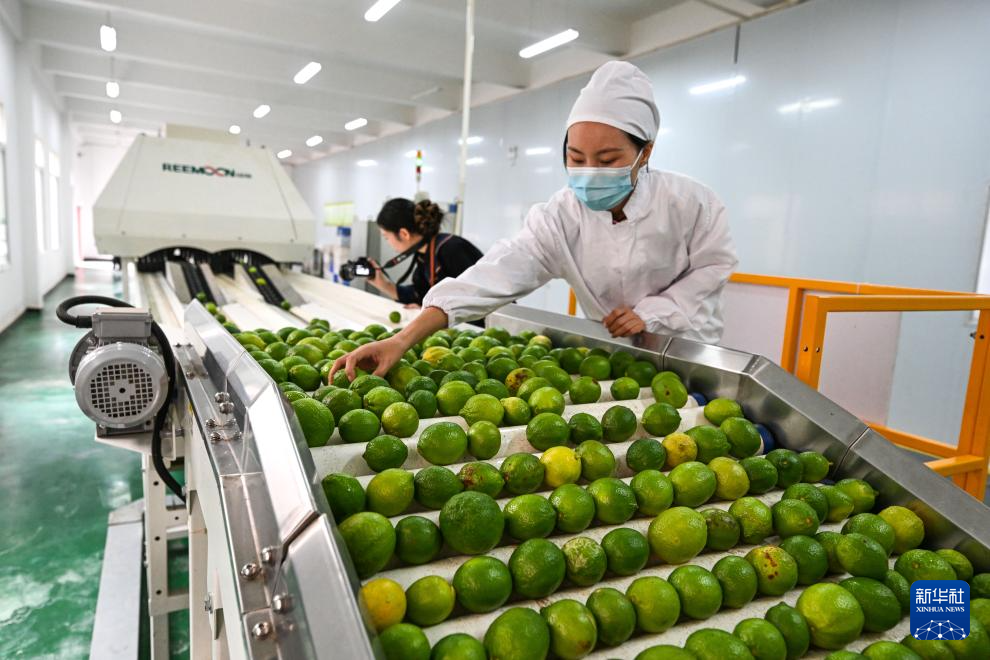 贵州望谟:小柠檬做成大产业