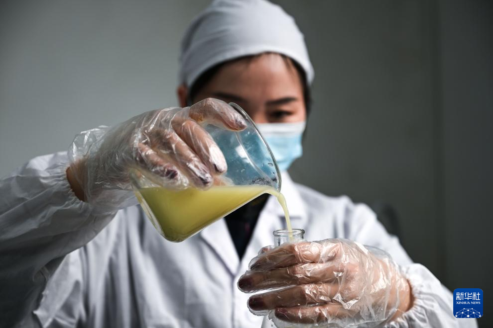 贵州望谟:小柠檬做成大产业