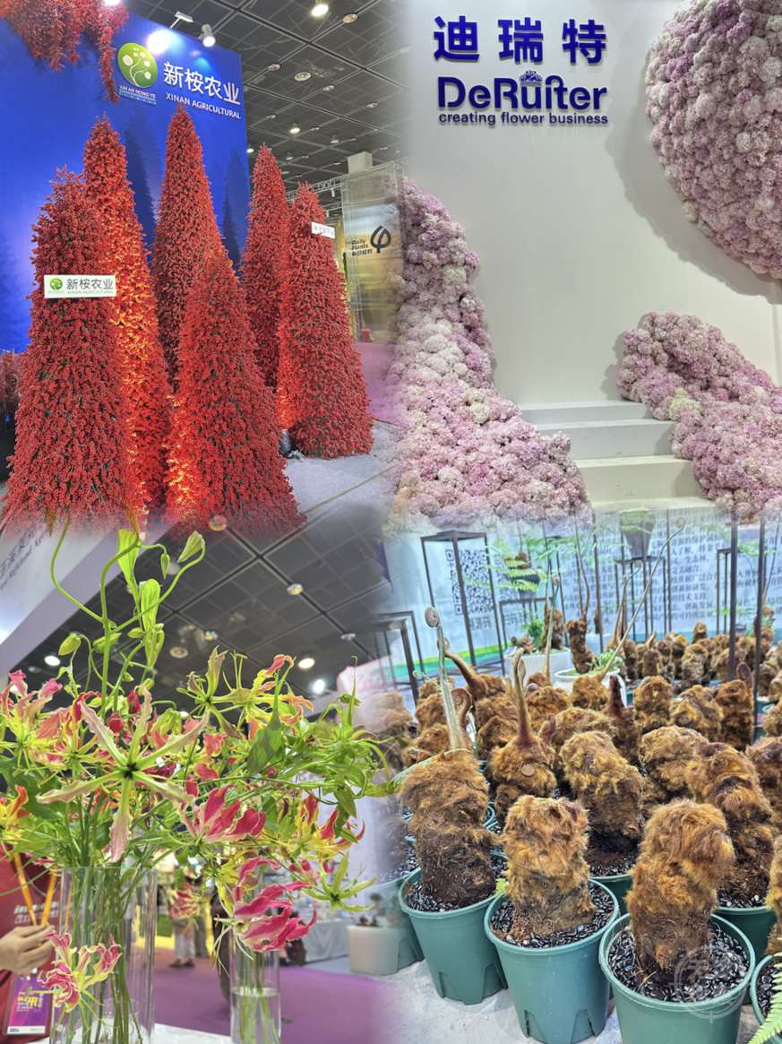 无锡举办2025中花大会 2.4万平方米展区呈现花卉产业新图景