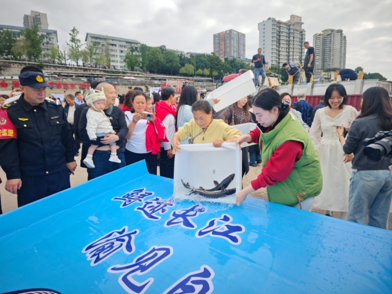 投放长江鲟1126尾 重庆江津举行长江鲟标记放流活动