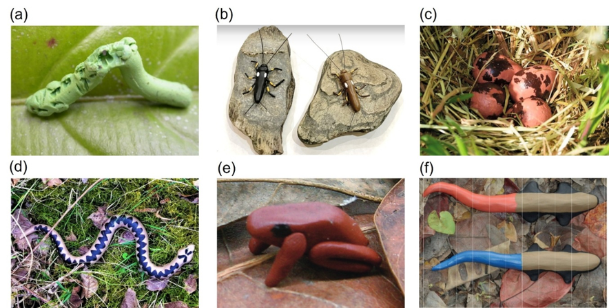 橡皮泥模型可以真实反映生物互作吗？