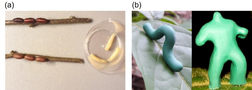 橡皮泥模型可以真实反映生物互作吗？