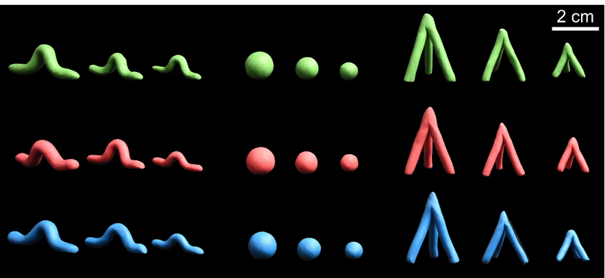 橡皮泥模型可以真实反映生物互作吗？