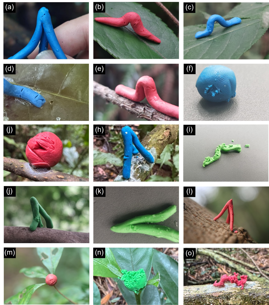 橡皮泥模型可以真实反映生物互作吗？