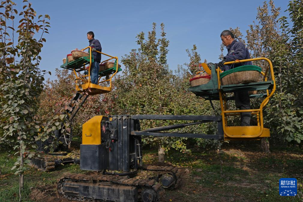 新疆阿拉尔:金秋苹果迎丰收