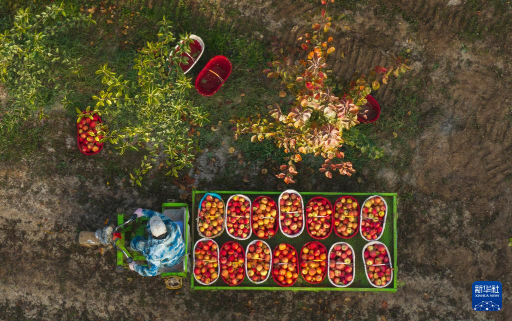 新疆阿拉尔:金秋苹果迎丰收