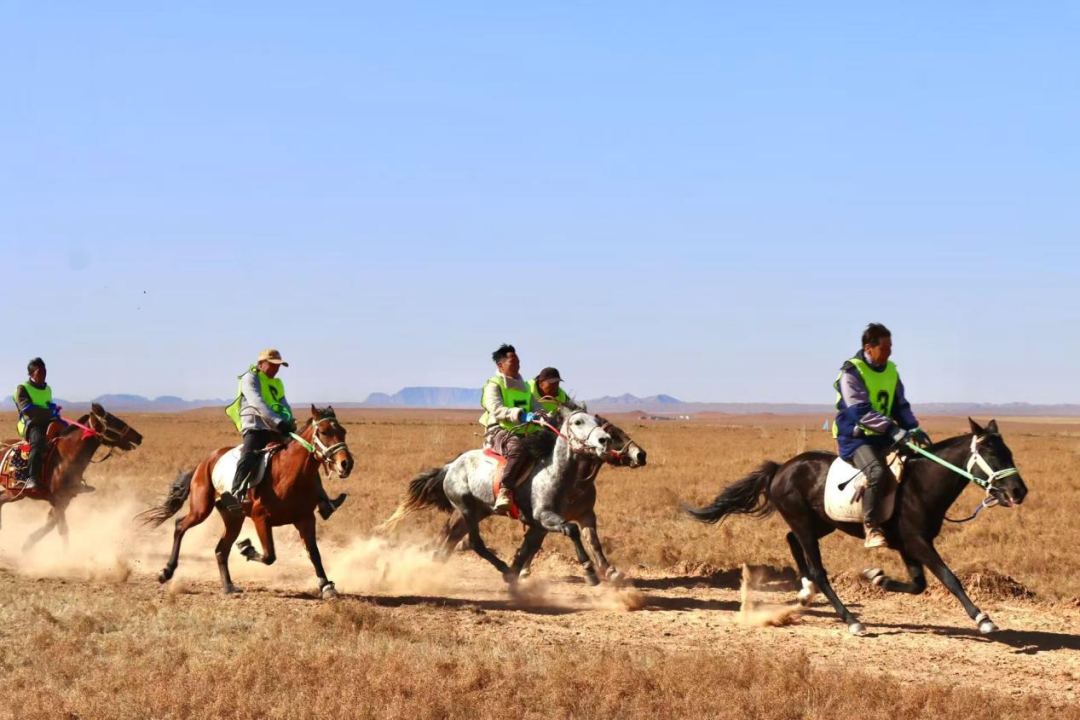 鄂托克旗：以马为媒，让草原特色产业“跑”向新未来