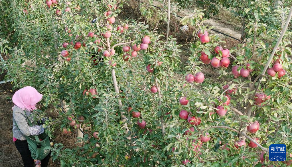 宁夏中卫：“旱苹果”迎丰收