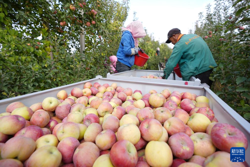 宁夏中卫：“旱苹果”迎丰收