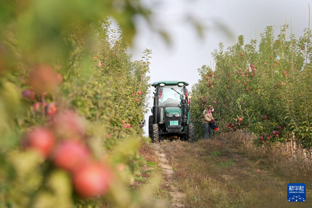 宁夏中卫：“旱苹果”迎丰收