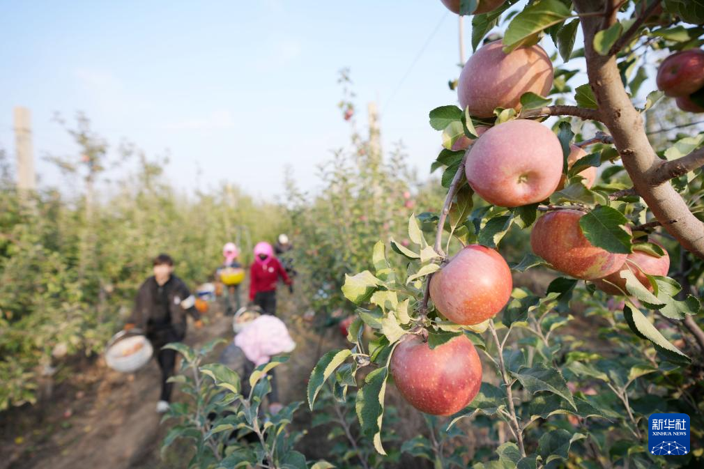 宁夏中卫：“旱苹果”迎丰收