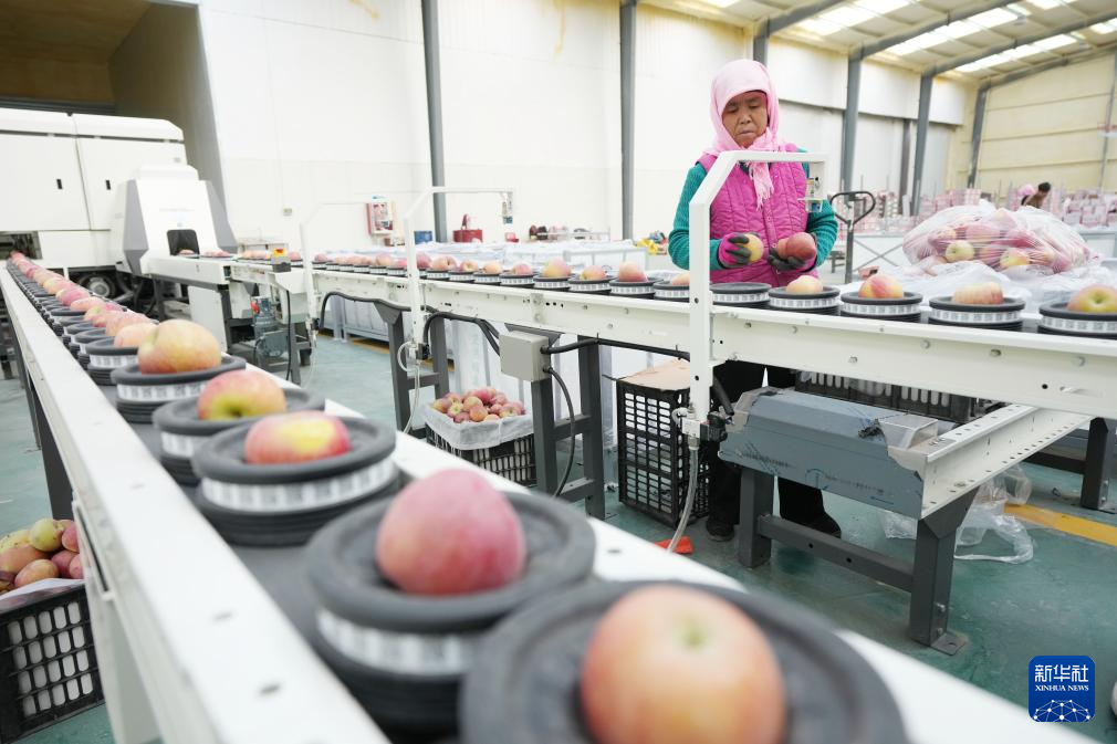 宁夏中卫：“旱苹果”迎丰收