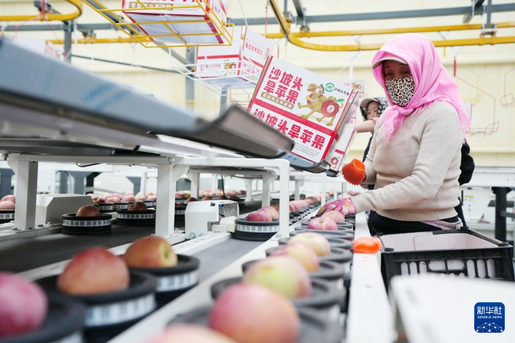 宁夏中卫：“旱苹果”迎丰收