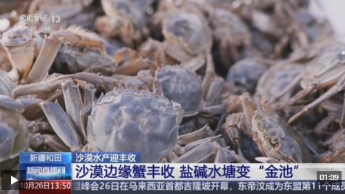 沙漠边缘养螃蟹 新疆如何做到“海鲜”大丰收？