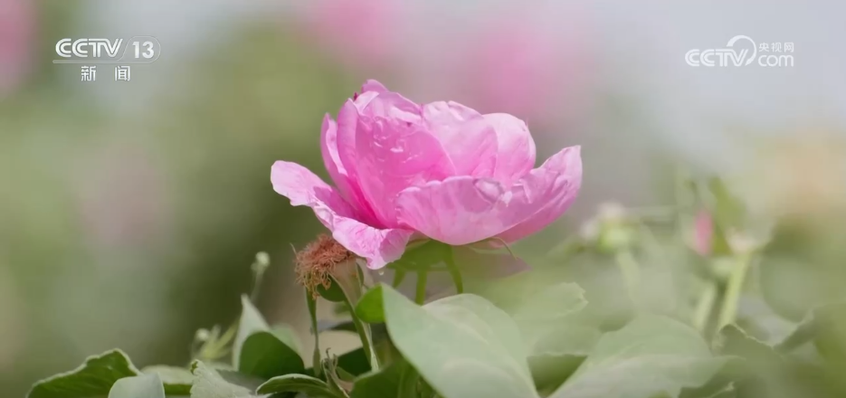 希望的田野迎来丰收季 五彩果蔬描绘乡村振兴新画卷