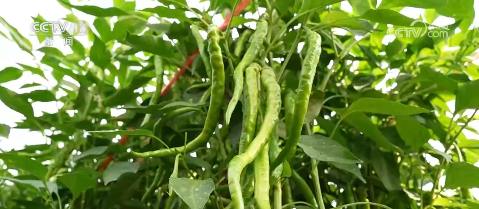 希望的田野迎来丰收季 五彩果蔬描绘乡村振兴新画卷