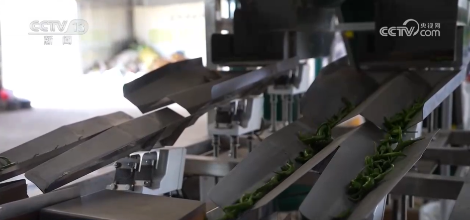 希望的田野迎来丰收季 五彩果蔬描绘乡村振兴新画卷